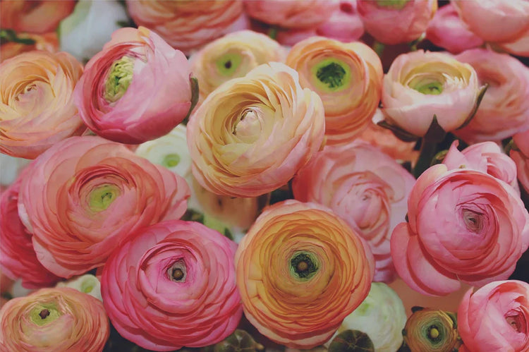 Soft Floral